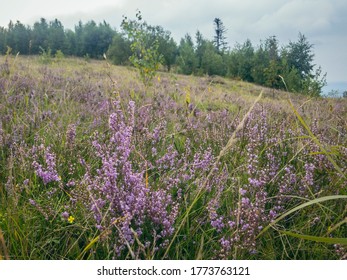 A Plant In A Forest