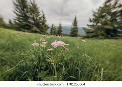 A Plant In A Forest