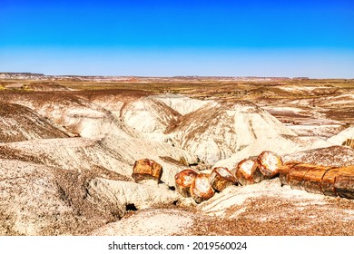 Plant Fossils In Badlands Of Petrified Forest National Park, Arizona, USA