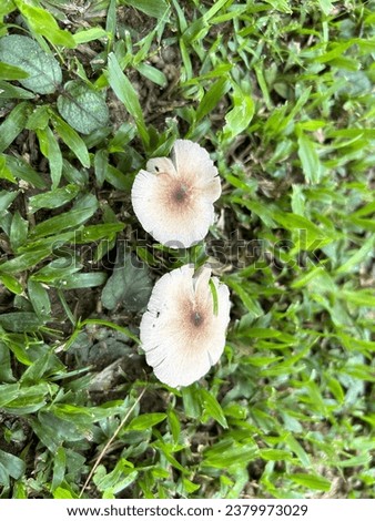 The Plant Fungus Mushroom Leucoagaricus Rubrotinctus