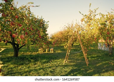 To Plant Garden Is To Believe In Tomorrow. Apple Garden. Apple Trees Grow In Fruit Garden. Garden Trees On Sunny Day. Gardening. Orchard. Summer Or Autumn Season. Harvest Time.