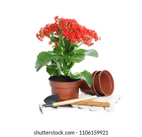 Plant And Gardening Tools On White Background