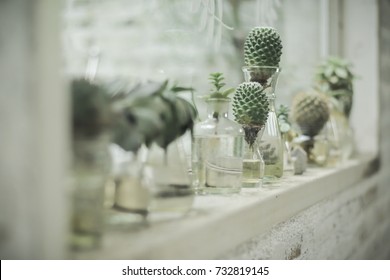plant in glass bottle, cactus in the garden, terrarium, mini succulent and cactus garden in glass terrarium, branch, flowers, glass of bottle decorations - Powered by Shutterstock
