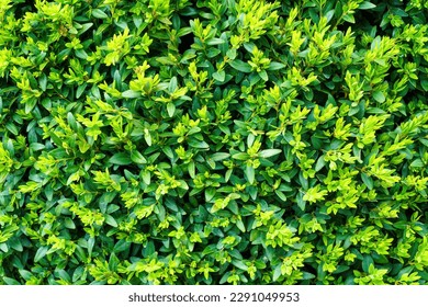 Plant with green leaves natural pattern. Abstract background for design. Landscaping.