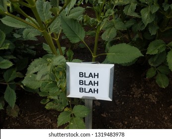 plant with green leaves and a sign that says blah