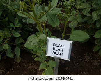 plant with green leaves and a sign that says blah