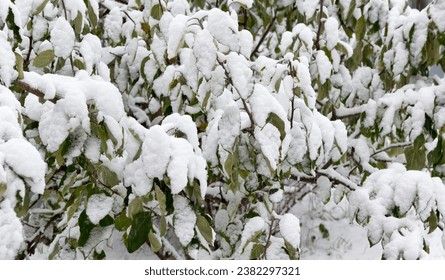 Plant with green leaves under the snow. Background of Winter. - Powered by Shutterstock