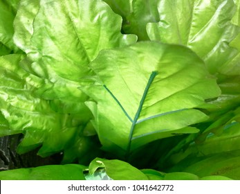 plant green pattern