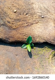 Plant Grow Up in Cracked mountain Stone,growing plant in the crevice of a rock.