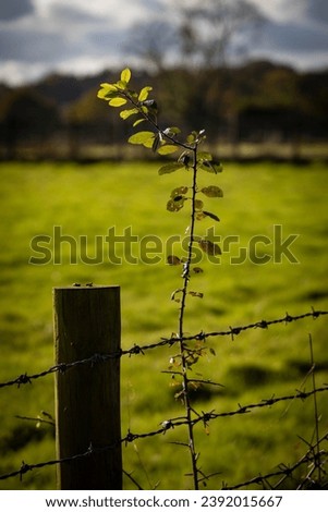 Plant growing up barbedwire fence