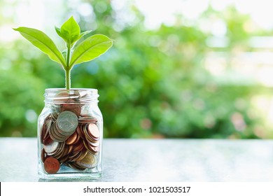 Pflanzen, die aus Münzen in der Glaskeramik auf unscharfem grünem Naturhintergrund wachsen, mit Kopienraum für das Konzept des Unternehmens- und Finanzwachstums