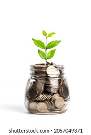 Plant growing from coins in glass jar isolated on white background. Investment and interest concept