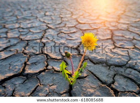 Similar – Image, Stock Photo Flowers in the desert