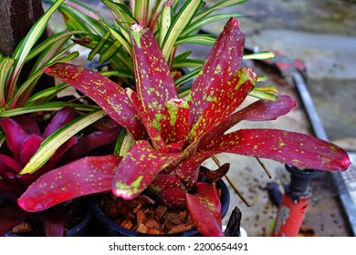 ฺBromeliad Plant Growing In The Garden On The Morning For Selective Focus.An Ornamental Plant In The Home With Can Also Help Purify The Air And Absorb Toxins In The Home.