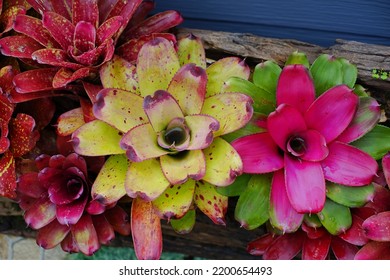 ฺBromeliad Plant Growing In The Garden On The Morning For Selective Focus.An Ornamental Plant In The Home With Can Also Help Purify The Air And Absorb Toxins In The Home.