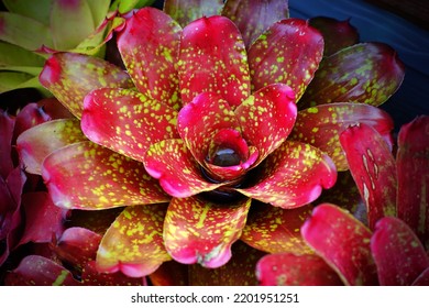 ฺBromeliad Plant Growing In The Garden On The Morning With Top View.An Ornamental Plant In The Home With Can Also Help Purify The Air And Absorb Toxins In The Home.