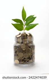 Plant growing from gold colored coins in glass jar isolated on white background. Concept of investment and interest growth.