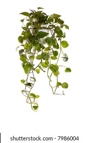 Plant Is Growing In Hanging Pot Isolated On White