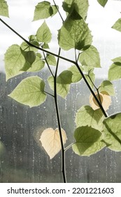 Plant Growing Inside In Window