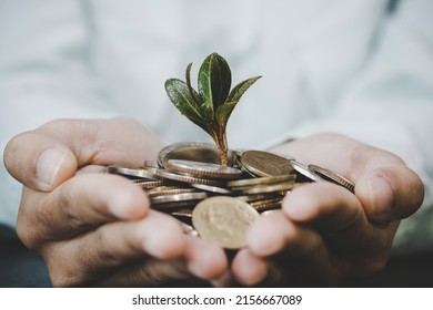 Pflanzen, die aus Geld (Münzen) durch die Hände einer Frau wachsen - Geschäfts- und Finanzmetapher Konzept, Web-Banner mit Kopienraum-Raum