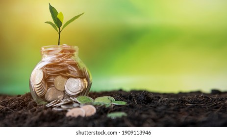 Plant Growing In Money Coins Glass Jar On Dry With Investment  For Planning Travel And Retirement. Green Nature Background