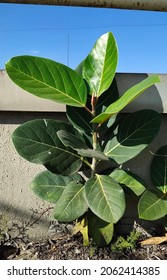 Plant Growing Up Near Wall