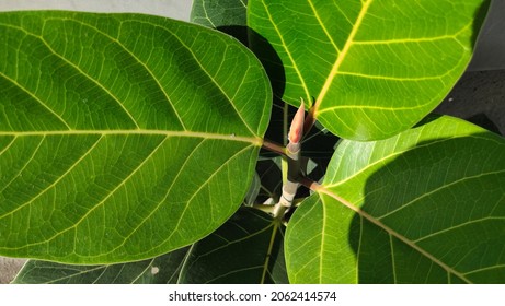 Plant Growing Up Near Wall