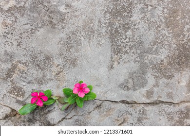 Plant Growing On Crack Concete With Red Flower On Green Leaf. Young Tree Through Cracked In Pavement Free Background.