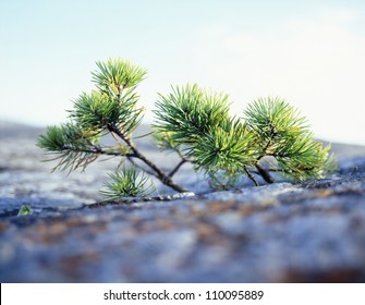 Plant growing on rock
