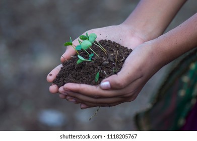 Plant growing on soil with hand holding over nature background.