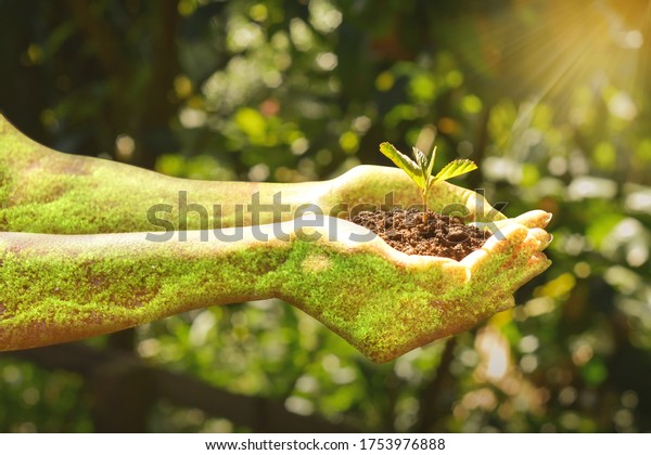 Plant growing on soil with hand holding\
over sun and sunlight ray . the concept of a new life after a\
pandemic. Double exposure and dramatic\
colour