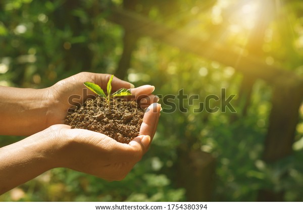 Plant growing on soil with hand holding over\
sun and sunlight ray . the concept of a new life after a pandemic.\
HD Image and Large Resolution. can be used as wallpaper and\
background.