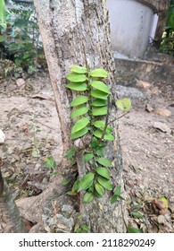 Plant Growing On Tree, Symbiotic Relationship