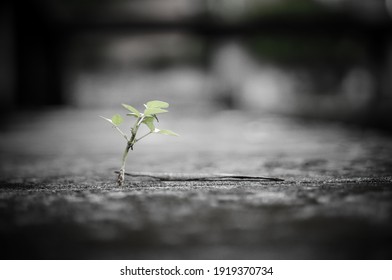 Plant Growing Out From Concrete Life From Unexpected Place Against All Odds Hope Growth Faith Survival Thrive Opportunity