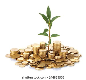 plant growing out of gold coins isolated on white