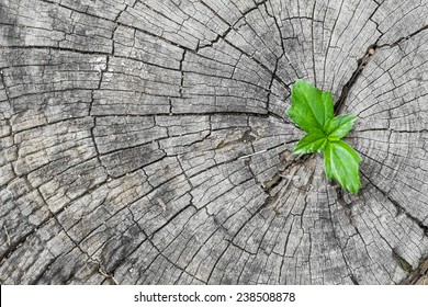 Plant Growing Out Of A Tree Stump