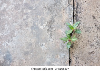 27,722 Plant growing in cement Images, Stock Photos & Vectors ...