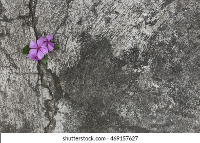 Plant Growing With Purple Flower On Green Leaf Young Tree Through Crack In Pavement Background