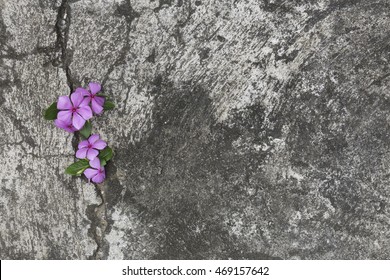 Plant Growing With Purple Flower On Green Leaf Young Tree Through Crack In Pavement Background