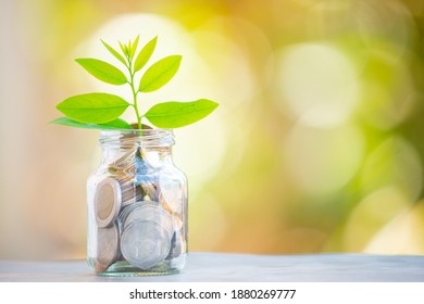 Plant Growing In Savings Coins - Interest Concept
