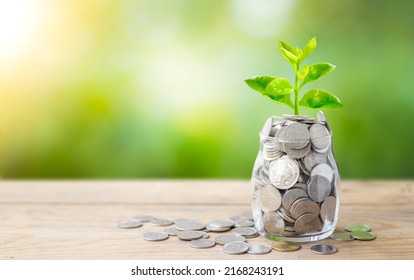 Plant Growing In Savings Coins Jar And Coins On Wooden Table. Business Growth, Interest And Investment Concept.