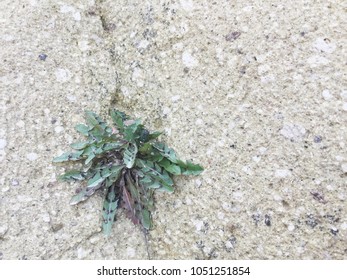 Plant Growing Through Crack Concrete