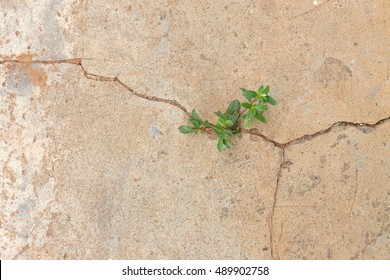 Plant Growing Through Crack In Pavement