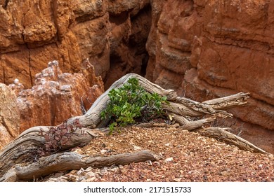 Plant Growing Under Dead Tree Limb