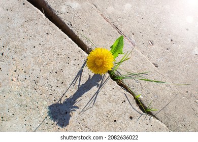 Plant growing with yellow flower grows through concrete cracking. Sprout of a plant makes the way through a crack asphalt. The concept of survival, ecology, globalization. - Shutterstock ID 2082636022