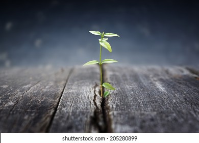  plant grows in old wood and symbolizes struggle and restart                                          