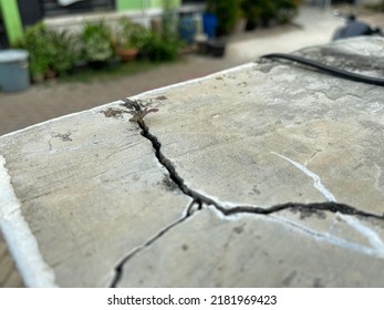 Plant Grows On The Cracking Concrete