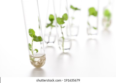 Plant Grows In Test Tube