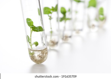 Plant Grows In Test Tube