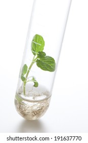 Plant Grows In Test Tube